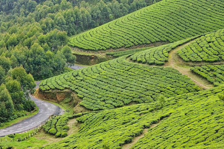 5 Days Kochi Munnar Thekkady Alleppey Kerala Tour Package