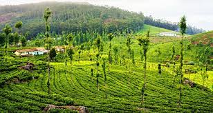 Madurai – Munnar – Kerala – Coimbatore Tour Package